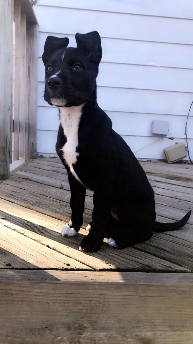 jlmcgee17's tweet photo. @dog_rates @dog_feelings @Dumbo This is Indie with Incredible ears https://t.co/ZxSVn9sLop