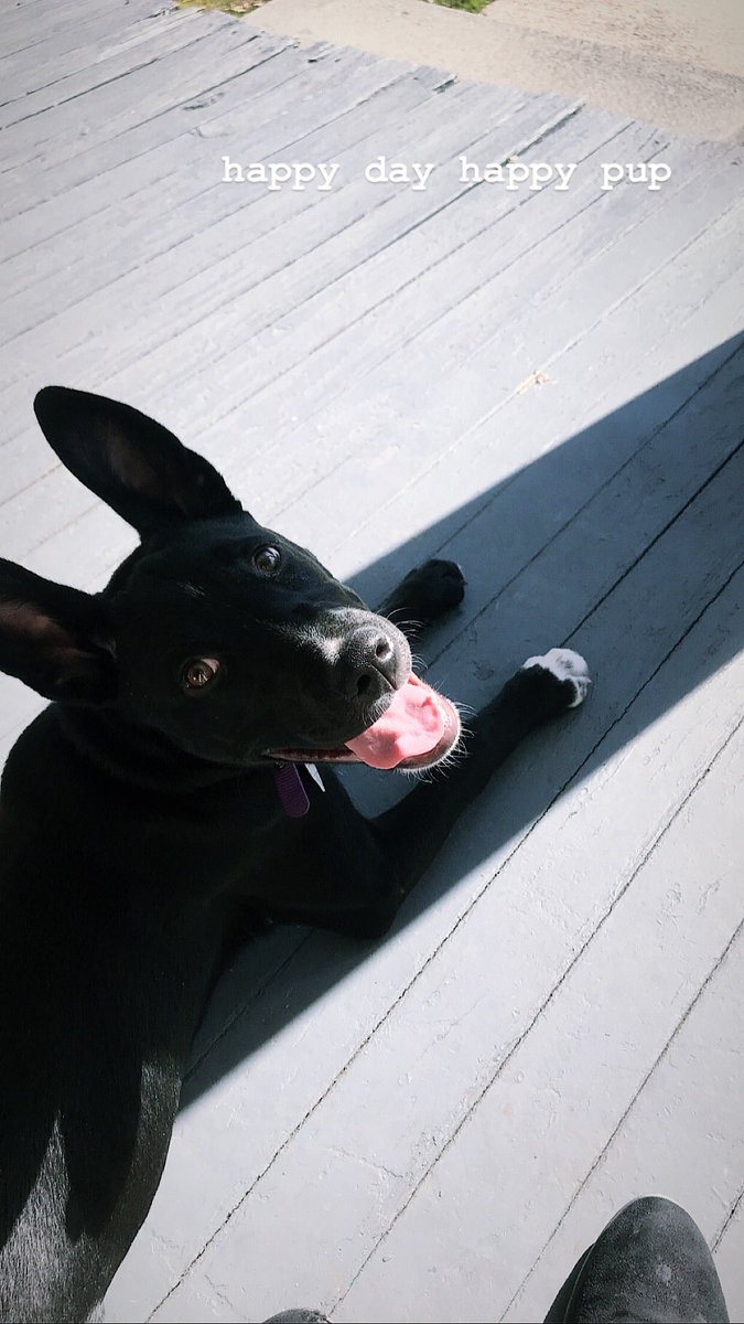 jlmcgee17's tweet photo. @dog_rates @dog_feelings @Dumbo This is Indie with Incredible ears https://t.co/ZxSVn9sLop