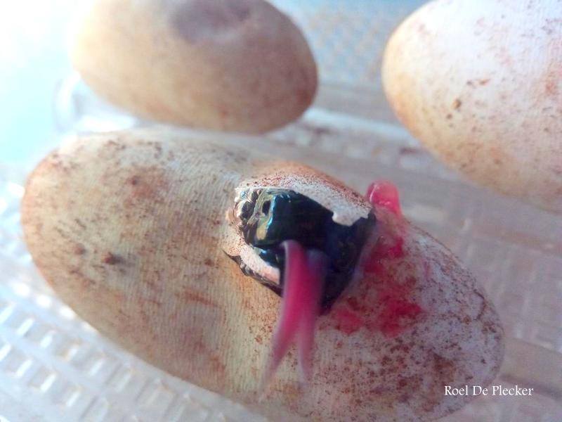 Reptilandia's tweet photo. A hatching beaded lizard (Heloderma exasperatum) is smelling for the first time his environment! #reptiles #CostaRica #thingstodo #dominical https://t.co/yfGXYnMtQw