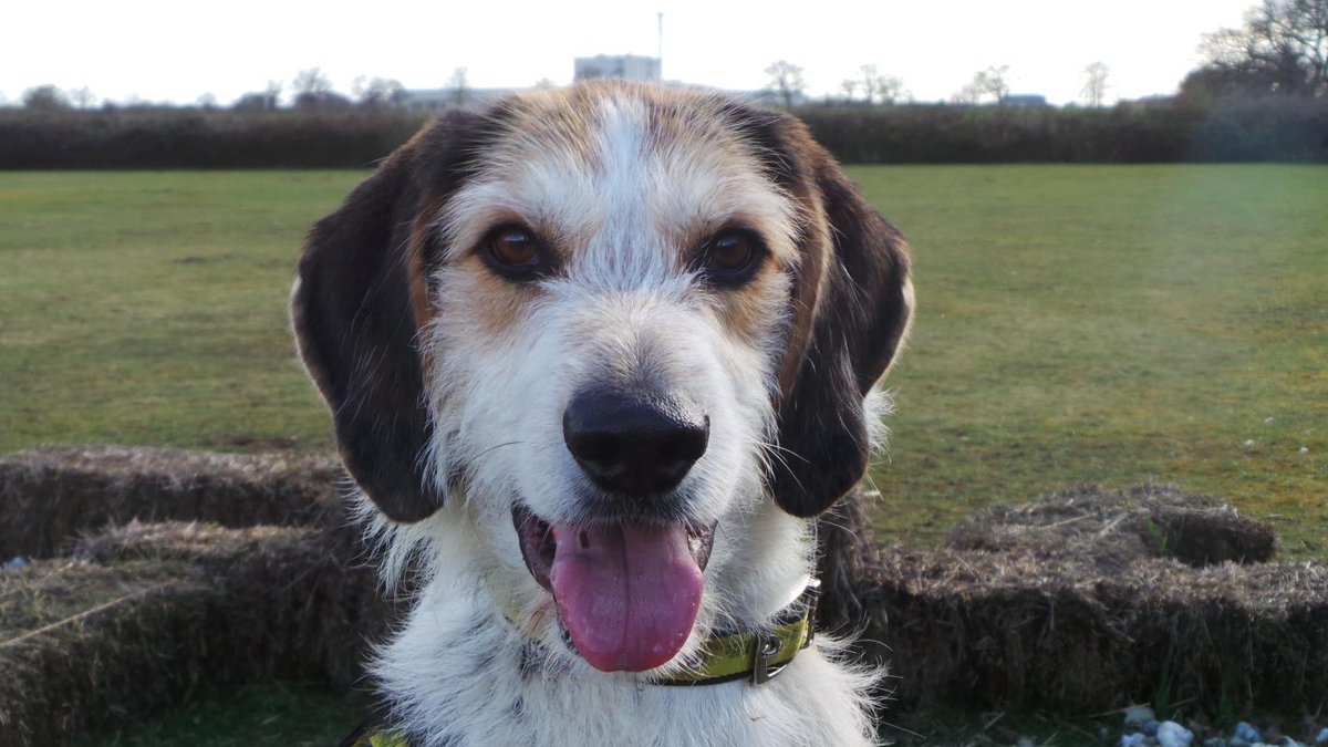 DogsTrust's tweet photo. 3 year old Eddie is a bundle of energy. He enjoys long walks in rural locations where he can get stuck in exploring lots of new smells! He's on the lookout for a forever home, could you give him one? ➡️ https://t.co/f3Pa0qmOS4 🏡 @DT_Norfolk #TongueOutTuesday https://t.co/0jy4mzGpxE