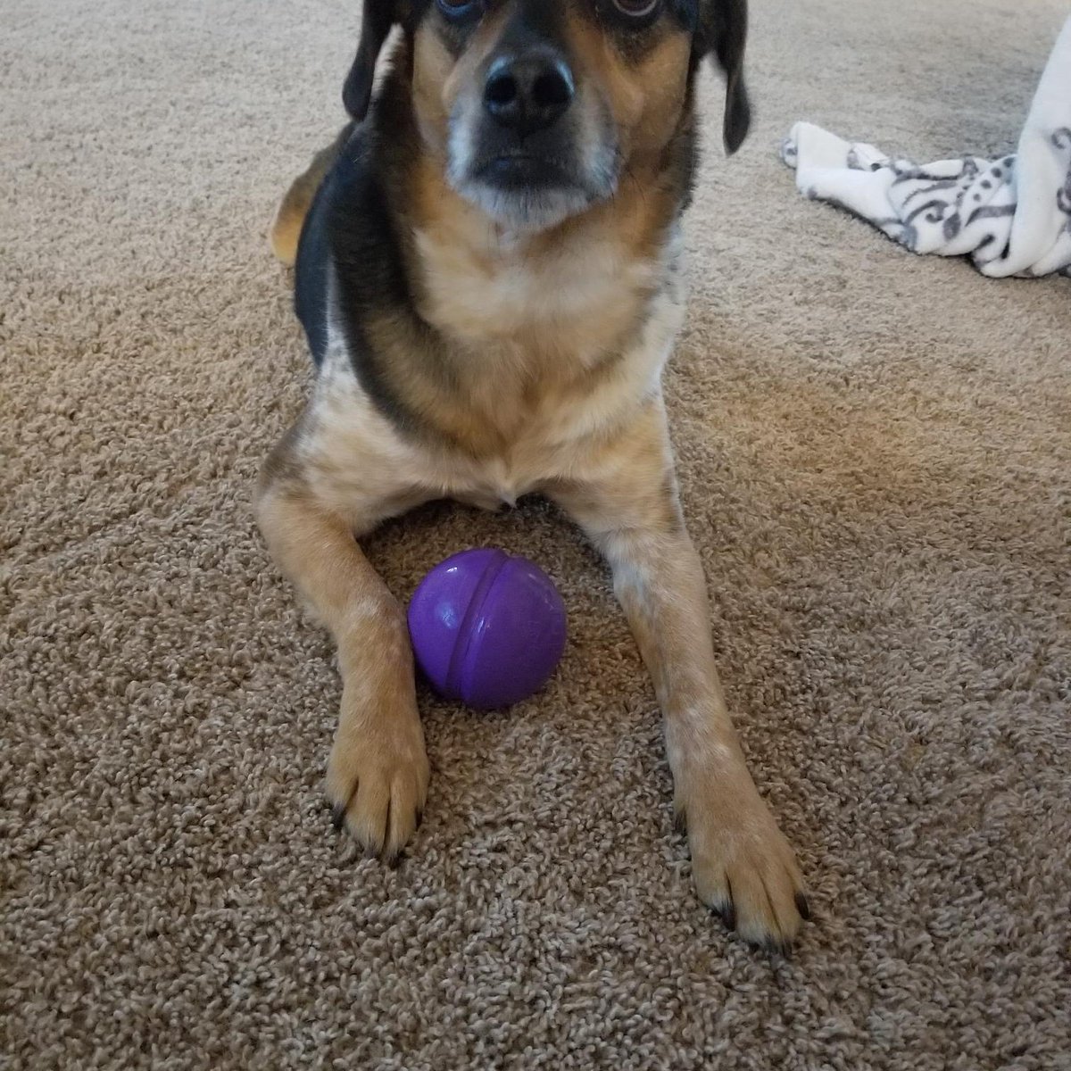 JonMeighan's tweet photo. Milo looking handsome with his new purple ball! ❤️
https://t.co/0E4r1BqG3D #madeinusa #dogtoys #onelegup https://t.co/BrYaZwNdUh