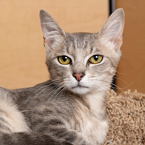 Mingo: I am a very sweet boy. I love to cuddle. Kisses and hugs are a must. I will play with toys or other kitties. I am having a great time here at the Hermitage PetSmart. #cats #kittens #AdoptDontShop