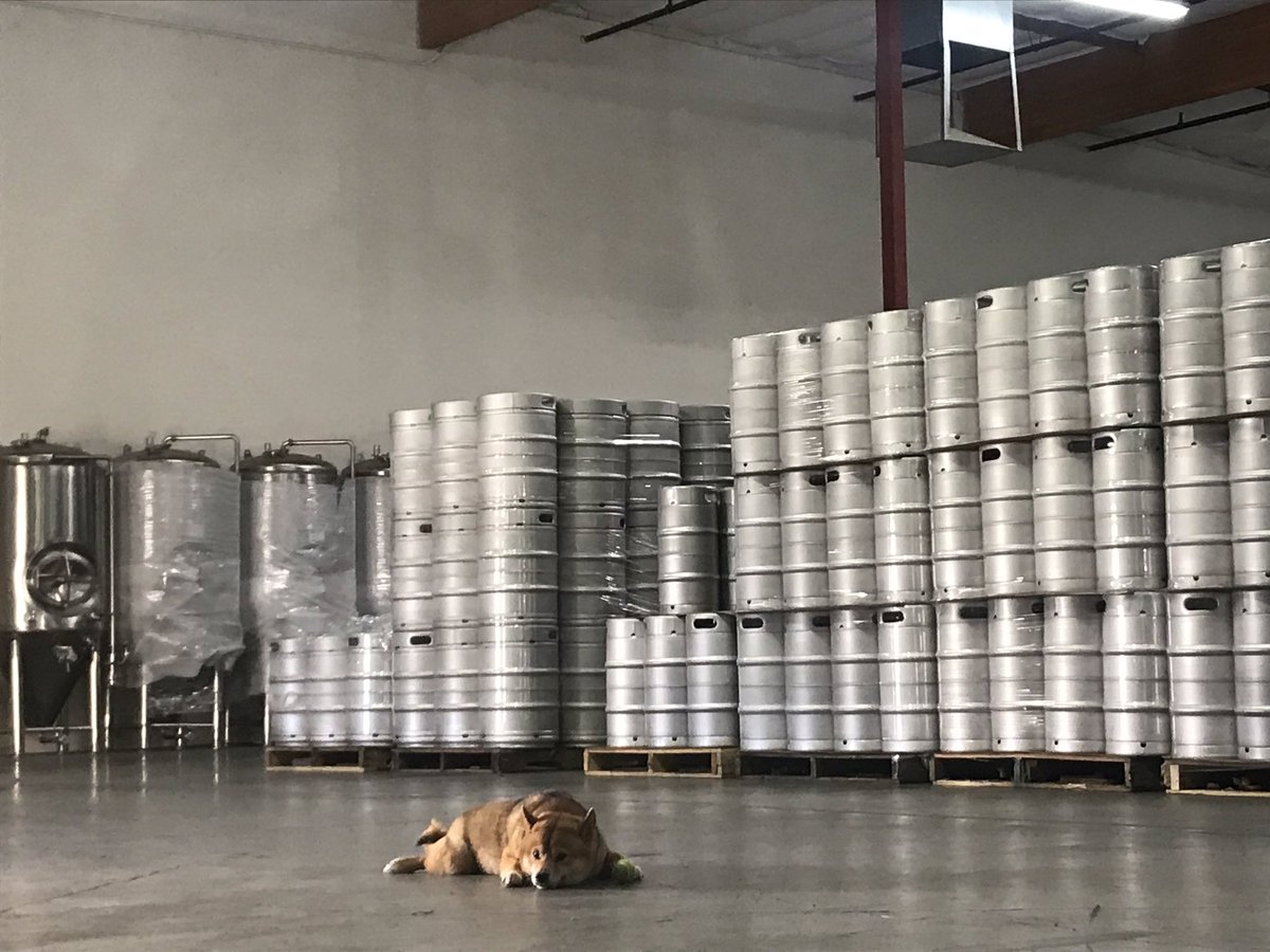 All work and no play makes Yoshi a dull boy. #OfficeDog #kegs #tanks #brewery #brewers #craftbeer #beer #beerkeg #craftdog #brew