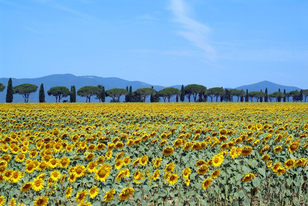 SmartTravelers_'s tweet photo. Ya está aquí la #primavera y con ella el buen #tiempo y los campos #floreados. ¡No te pierdas estos paisajes #europeos que con el cambio de #estación se llenan de #flores y color! ¿Te animas a verlo en directo? 💐🌻 
¡Nuevo POST en el #BlogST! ⬇️⬇️
https://t.co/Y1rrh7oWG4 https://t.co/JrTqdLRtMl
