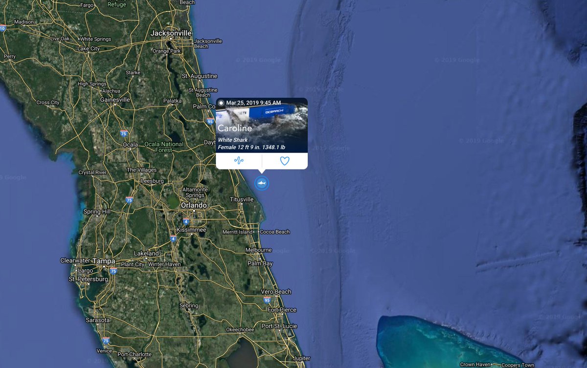 SharkCaroline's tweet photo. My goodness...not sure why it took me so long to learn how to use my tracker but I got the thing working. Not that hard really, just gotta keep my dorsal fin above water for a sec. Anyway, I am right near Cape Canaveral https://t.co/E92OdDXHnO