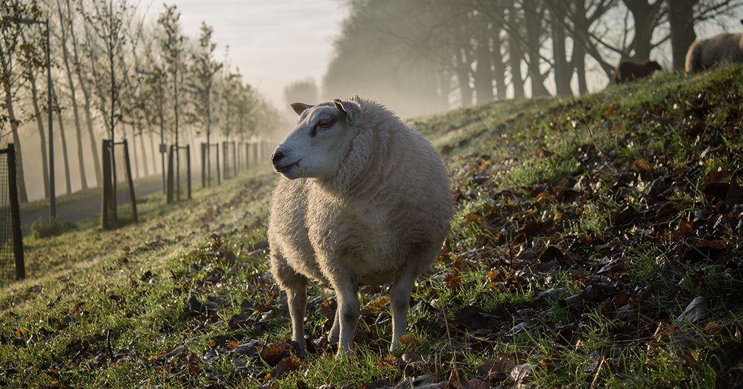 MettaBed's tweet photo. The GOTS #certifiedorganic wool used in our collection is sourced straight from #NewZealand, where minimal processing and human shearing practices are used to contribute to our organic standard. Learn more about our commitment to sourcing pure ingredients! https://t.co/R9p6bad9wO https://t.co/OohItiWbSZ