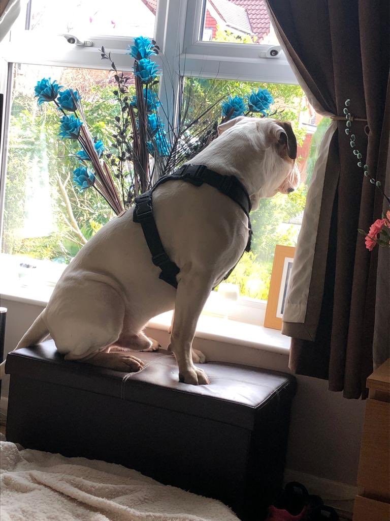 fetchdogwalks's tweet photo. Come on! Fetch Friend waiting patiently for his walk! https://t.co/HRgY1CmFyZ