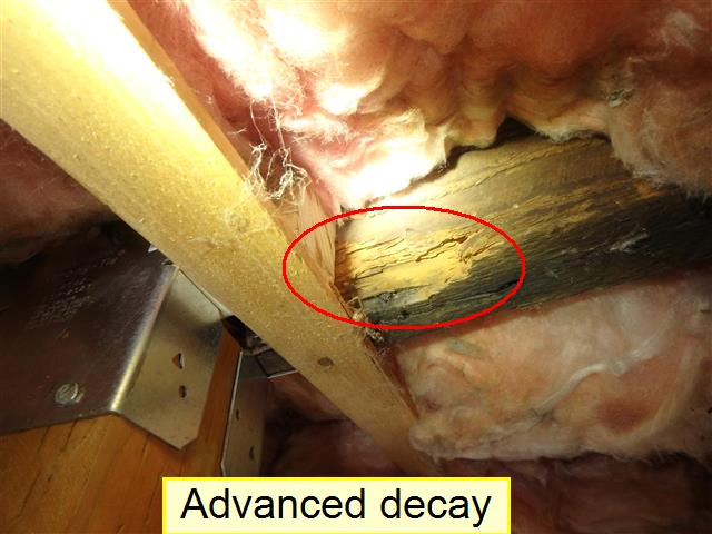 homeinspectexp's tweet photo. A thorough examination of your home's crawlspace is a critical component when evaluating the overall condition of your home. In older homes I commonly find structural decay, missing or pulled insulation, disconnected duct work, uninsulated pipes among other issues.#homeinspection https://t.co/njGCut25Ks