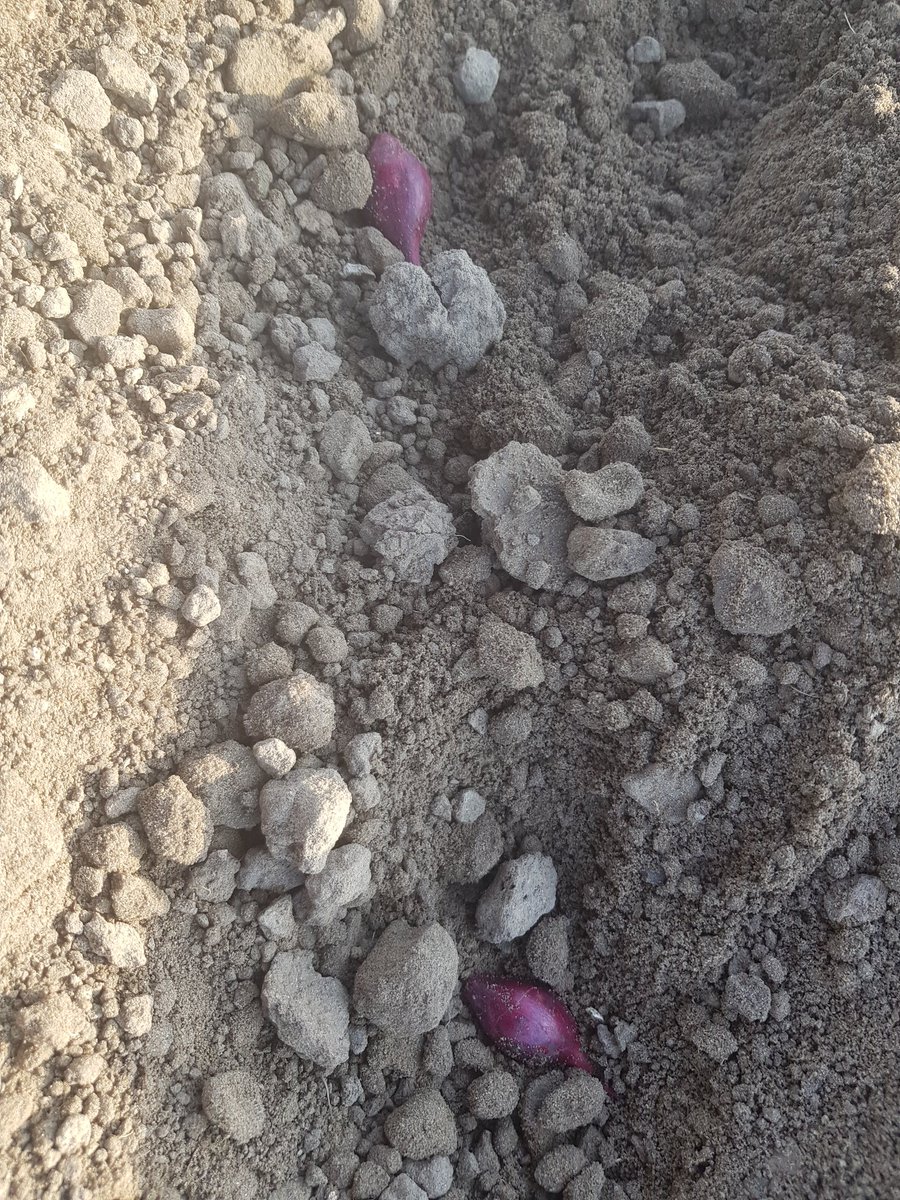 ericmoerdijk's tweet photo. Het planten van de #uien is weer hervat!
#FirstClassQualityOnions https://t.co/uwnVzrvfF9