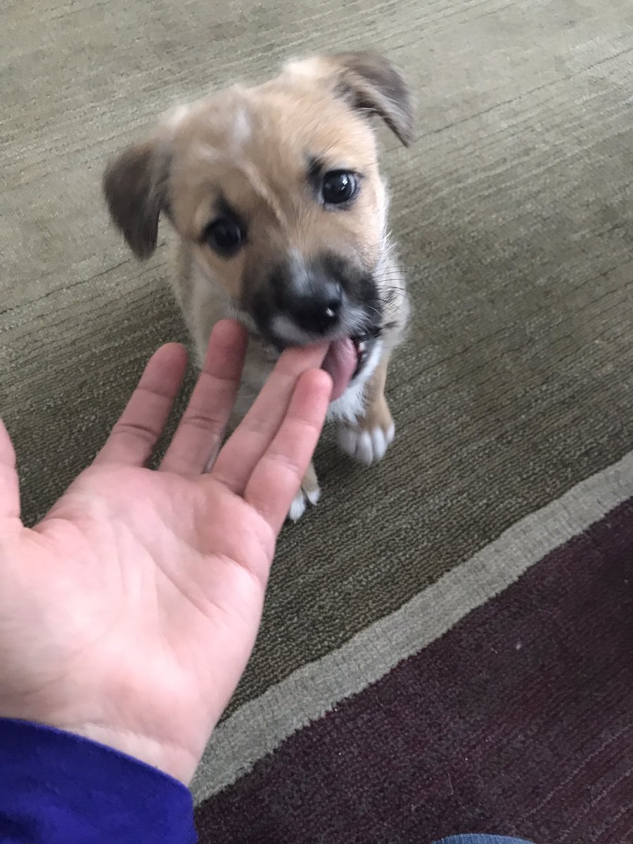 CdnShieldCarla's tweet photo. @AddyPottle Da fosterpup! Her name is RollyPolly but I call her Killer. #DogsOfCanLit sending you energy growls https://t.co/PV3ny8cIDp