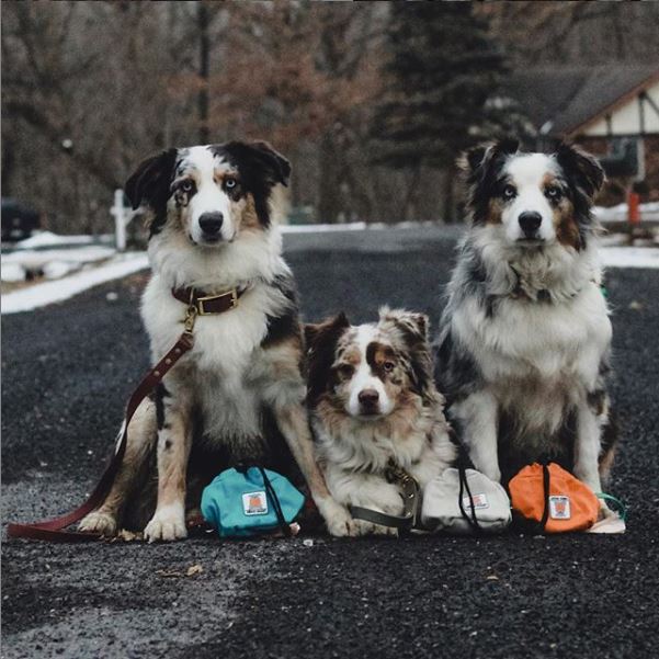 PoopiePocket's tweet photo. Become Poopie Pocket's Next Top Model!

To enter: follow us, retweet this post, and reply with a picture of your dog. The dog with the most likes by midnight on March 31 wins! The winner will receive a free Poopie Pocket and be our dog model of the month! #Contest #giveaway https://t.co/Sll6AWLqHj