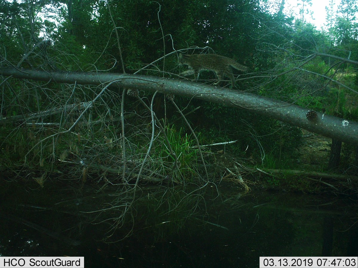 carnivaustrales's tweet photo. More news from the field: it seems this Guigna (Leopardus guigna) likes to cross the river here. Guignas (IUCN:VU,Decreasing) and pudus (Pudu puda, IUCN:NT, Decreasing) need your support for conservation! Please give in our spring fundraiser https://t.co/TnOb8rtyqM #Tech4Wildlife https://t.co/aNgInYv0VZ