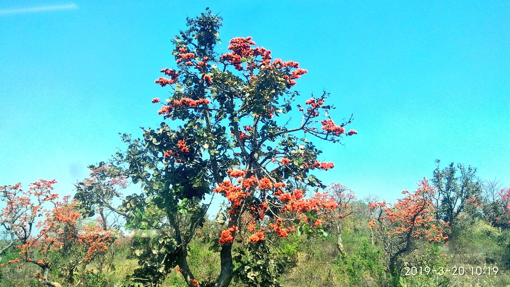 janeshwer's tweet photo. @nehaa_sinha @charusavala On the way to Ranchi
#Kingsuk #FireoftheForest #Palash
पलाश पुश्प सन्काशम् तारका ग्रह मस्तकम्
रौद्रम् रौद्रात्मकम् घोरम् तम् केतुम् प्रणमाम्यहम् https://t.co/9vd42nnfBQ