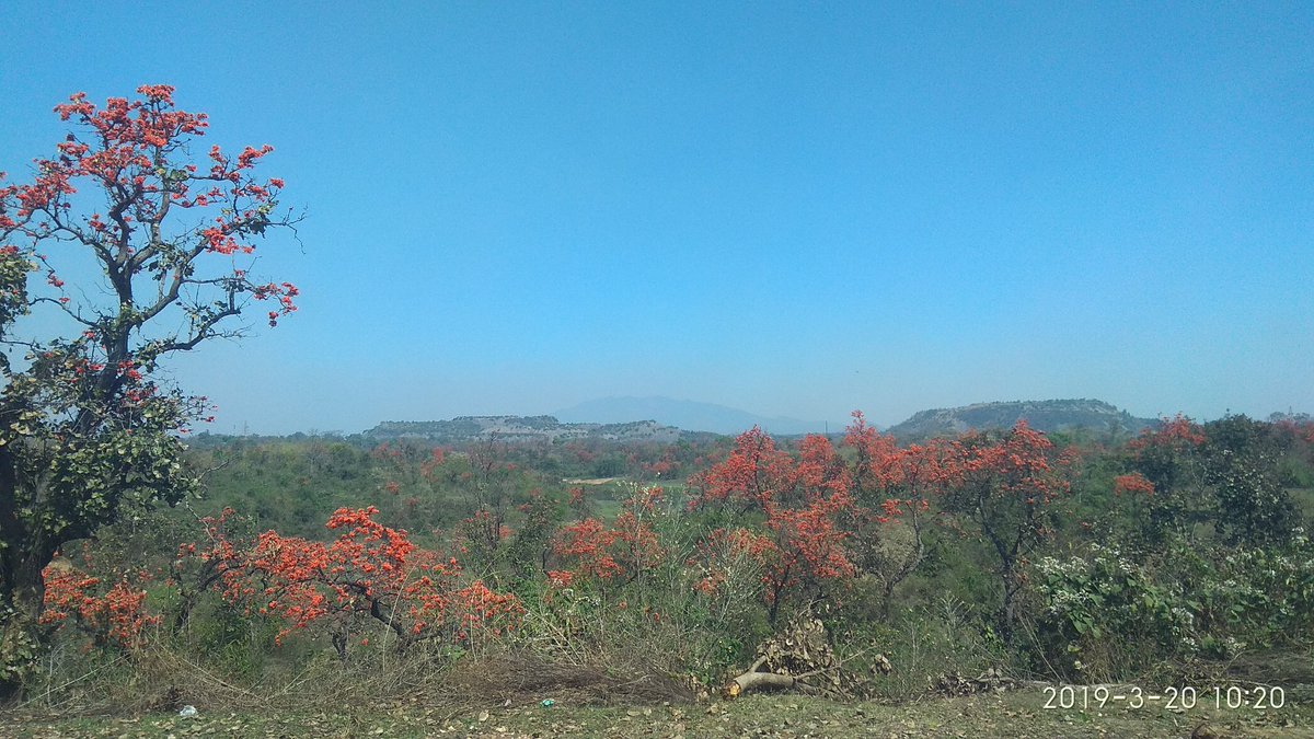 janeshwer's tweet photo. @nehaa_sinha @charusavala On the way to Ranchi
#Kingsuk #FireoftheForest #Palash
पलाश पुश्प सन्काशम् तारका ग्रह मस्तकम्
रौद्रम् रौद्रात्मकम् घोरम् तम् केतुम् प्रणमाम्यहम् https://t.co/9vd42nnfBQ
