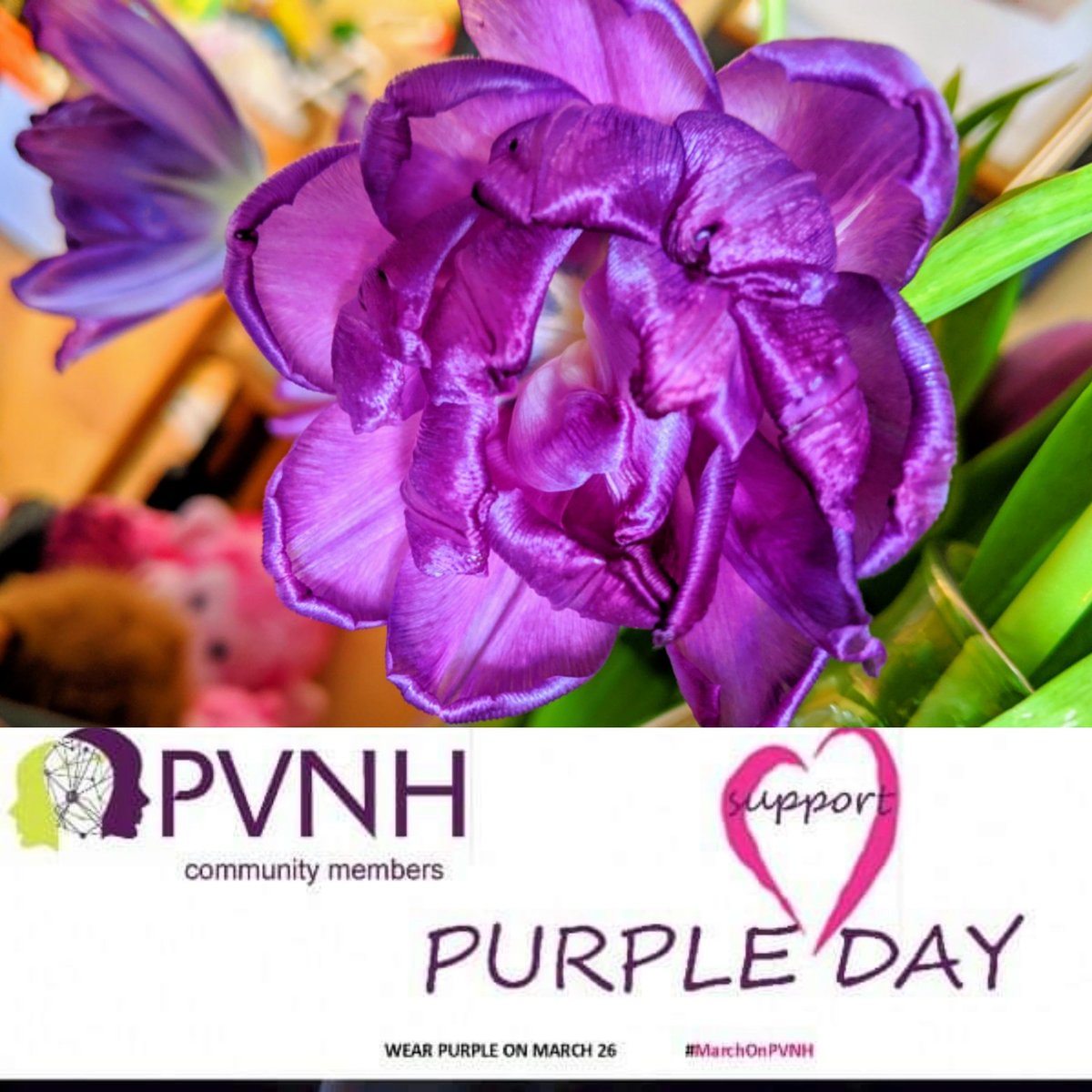 PVNHsupport's tweet photo. #MarchOnPVNH Day 26 = Epilepsy. 1 in 26 people in the #US will develop #epilepsy; 1 in 100 in #UK & in #Canada live with it. It's the most #common #symptom, affecting up to 90% of our #PVNH members. Spread the word about #epilepsyawareness on #PurpleDay. #PVNHaware #OurPVNHlife https://t.co/mFAszSEnJg