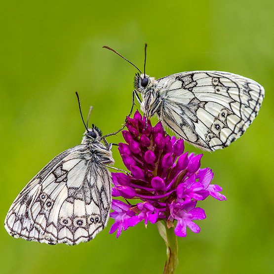 Goodwill Partnership tweet media