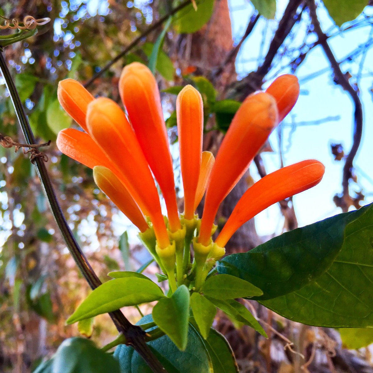 shakis100's tweet photo. The fears we don’t face become our limits!
#naturaleza #flower #flor #bloom #blossom #flowers #flores #blossoms #blooms #flora #floral #florals #flowerpower #flowermagic #flowerporn #flowerstagram #floweroftheday #flowerslovers #flowersofinstagram #petals #shakis100 @shakis100 https://t.co/bsoczN4tnl