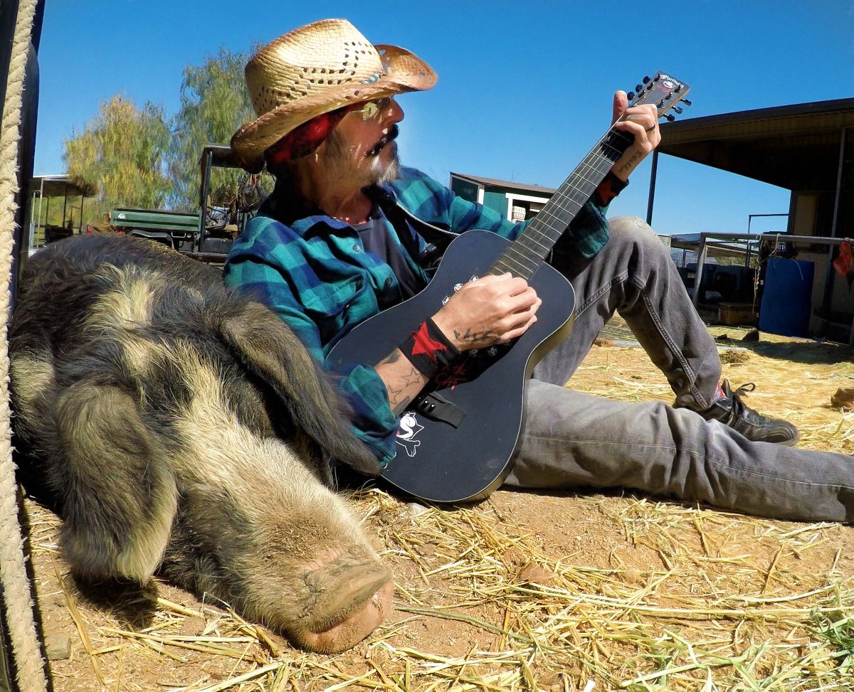 You rest now little rescued pig and I will play for you. Your life is no longer in danger. Thank you Rhea Gardner for saving her life. #friendsnotfood #rescueslaughterauction #musicforanimals #christopherameruoso #rheagardner