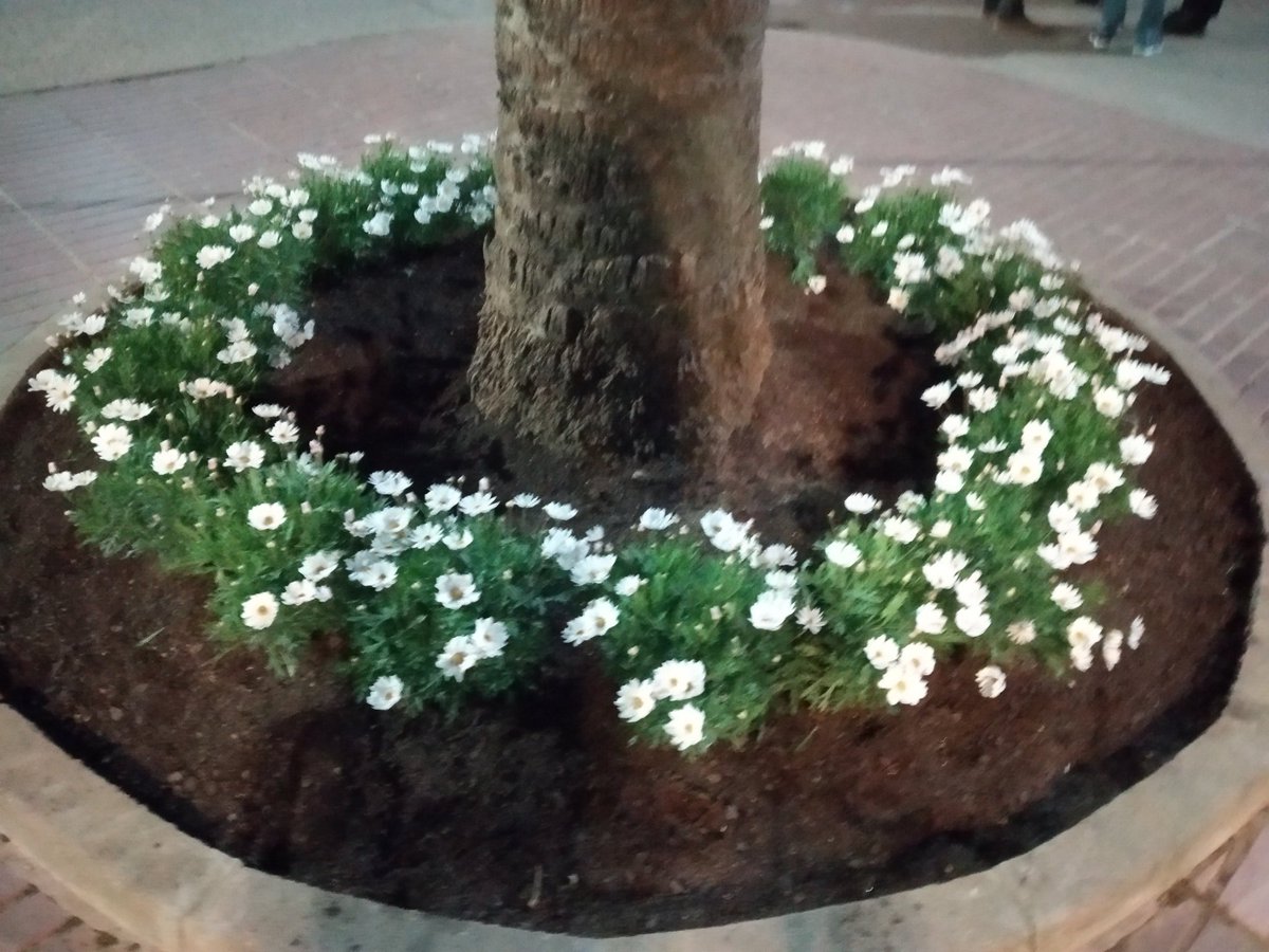 xurrixic's tweet photo. A la #PlMarcer cada 4 anys floreixen #margarides!
Sembla mentida q lAj de @santperederibes no sapiga q en #periodeelectoral les obres, jardineria... Vale mes!
Cal tenir tot #spribes aixecat x suprimir barreres arquitectòniques? Ara? Han tingut 3anys per fer-ho... https://t.co/ec3IQur0DK