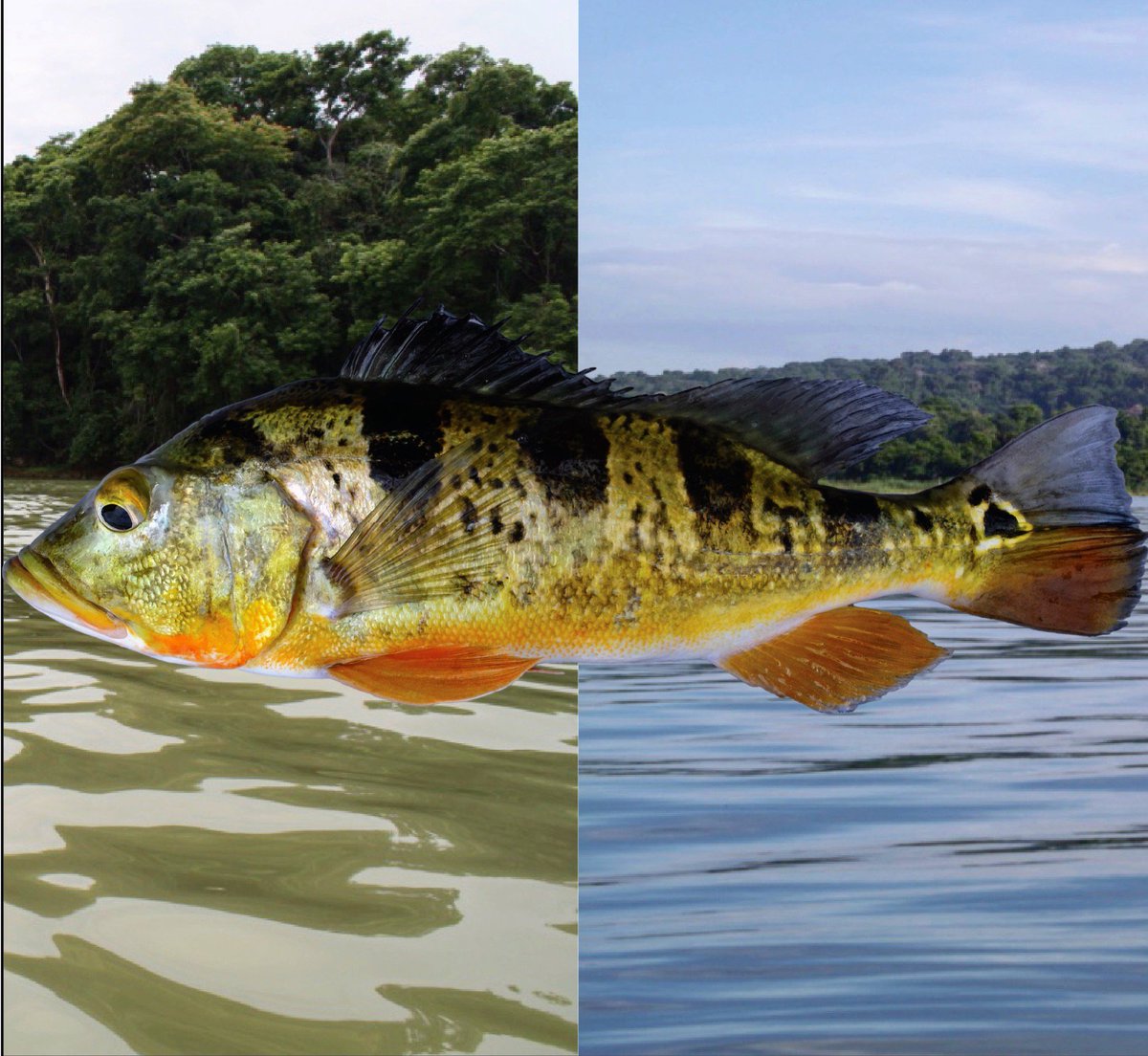 DanidoEsCa's tweet photo. Hiiii! Check out our new article about how the visual system of an introduced #cichlid #fish (Cichla monoculus) adapts to a changing light environment in the Panama Canal! :) You can view it at: https://t.co/YMRlO3J0GJ
#visualecology #fishvision https://t.co/XTTumy0OAC
