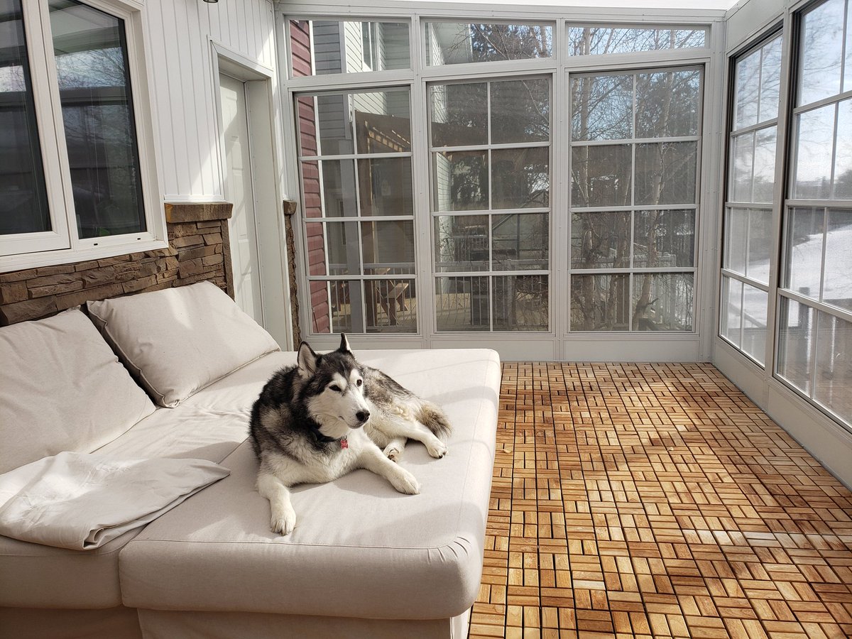 cam_canada1's tweet photo. #PrinceTHOR
#NapInterrupted
Taking treat requests & addressing his subjects (#Jerzy & me) from the Sun Room this morning. #HuskyTalker #YZF https://t.co/Cwbi7Y6FDe