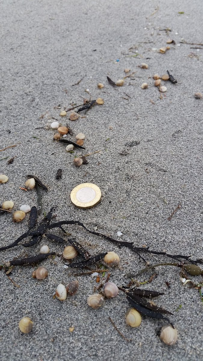 ceeebird's tweet photo. Lots of teeny, tiny cockles washed up on the beach today #Balivanich #Benbecula and one I found last week when it was sunnier 🌞 https://t.co/umrhvdM9oN