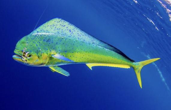 Last chance to answer this weeks #TuesdayTrivia.
Mahi Mahi is a fish found around Hawaii, but it went by another name for a long time. What was it?