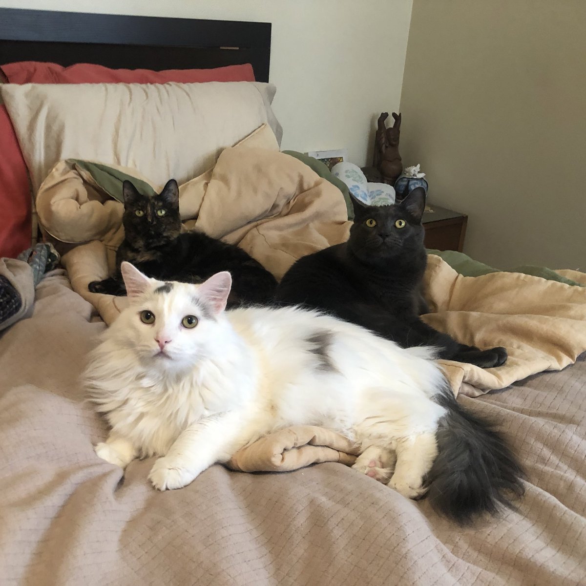 A Cat Named Bitches tweet media