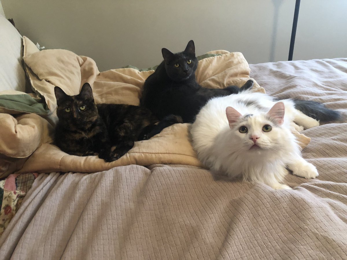 A Cat Named Bitches tweet media