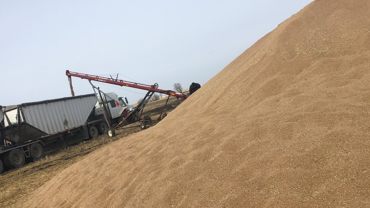 Red pheasant Cree Nation loading wheat from the field looking forward to a productive 2019 crop year expanding to 5000 acres