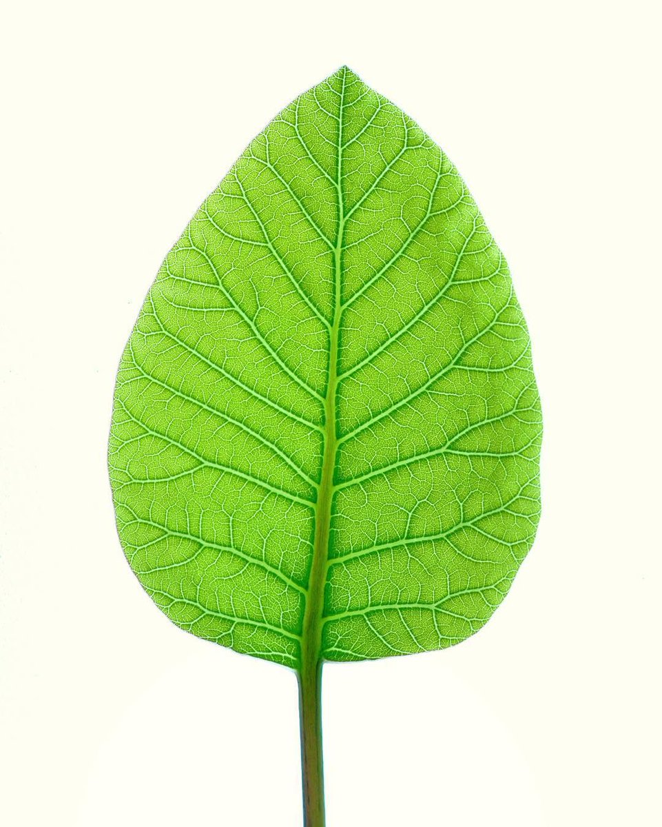 pergear's tweet image. Lighting up a leaf using @aputuretech AL-MX, 
a compact, bright daylight balanced light
Shop Now &amp;gt;&amp;gt; buff.ly/2R344OD
.
Credit: Joseph Zhao
#filmmaking #photography #miniledlight