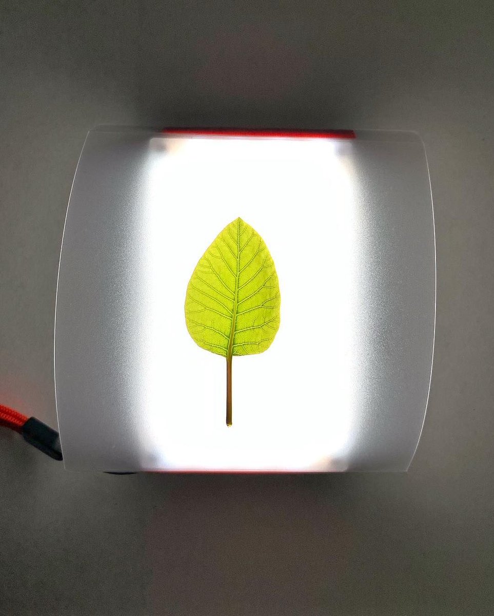 pergear's tweet image. Lighting up a leaf using @aputuretech AL-MX, 
a compact, bright daylight balanced light
Shop Now &amp;gt;&amp;gt; buff.ly/2R344OD
.
Credit: Joseph Zhao
#filmmaking #photography #miniledlight