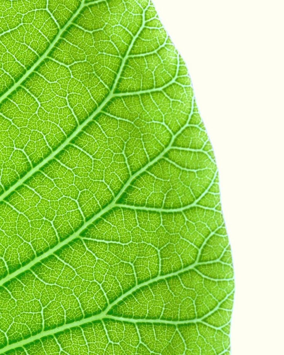 pergear's tweet image. Lighting up a leaf using @aputuretech AL-MX, 
a compact, bright daylight balanced light
Shop Now &amp;gt;&amp;gt; buff.ly/2R344OD
.
Credit: Joseph Zhao
#filmmaking #photography #miniledlight