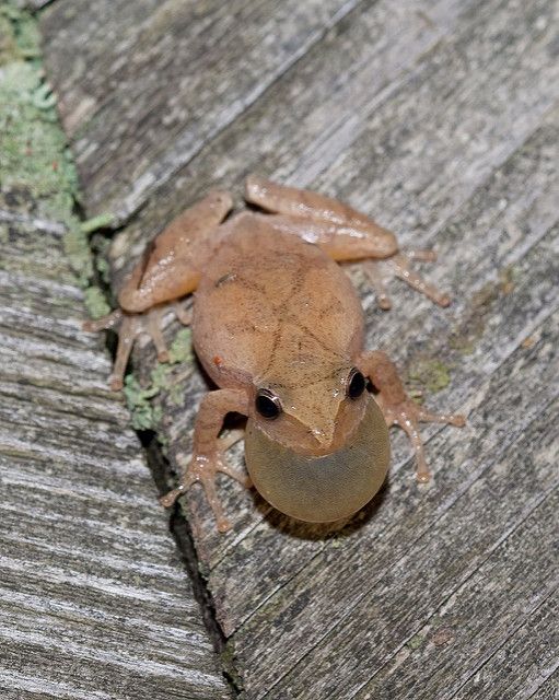 ReinsteinWoods's tweet image. #SpringPeepers are singing here at #ReinsteinWoods! They're tiny, charming tree frogs with a distinct 'X' or 'cross' on their backs, for which they are named: Pseudacris crucifer. Their breeding calls are a sure sign of spring! Are you hearing peepers where you are?