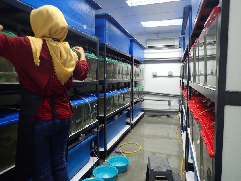 WorldFishCenter's tweet photo. Recent trials found that tilapia fed a diet that included #Novacq, an aquafeed ingredient composed of marine microbes, ate more &amp; grew larger. Developed by @CSIROnews &amp; #WorldFish, Novacq can boost tilapia weight by 35%, improving yields: https://t.co/ABBFfA8RHE @CGIAR @FAOfish https://t.co/JHhA0fQ5ZH