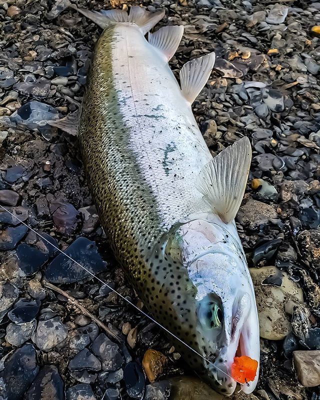 fish_fta's tweet photo. Awesome steelhead on spawn! Only a few more weeks till fly season 😊 
@feedingta #fish #steelhead #steelheadfishing #fishporn #fishinggirls #fishing #fishing🎣 #fishingismylife #fishingdaily #fishinglife #fishon #fishin #floatfishing #riverfishing #fis… https://t.co/qQYj1pcUiW https://t.co/Lxr6kZkqg0