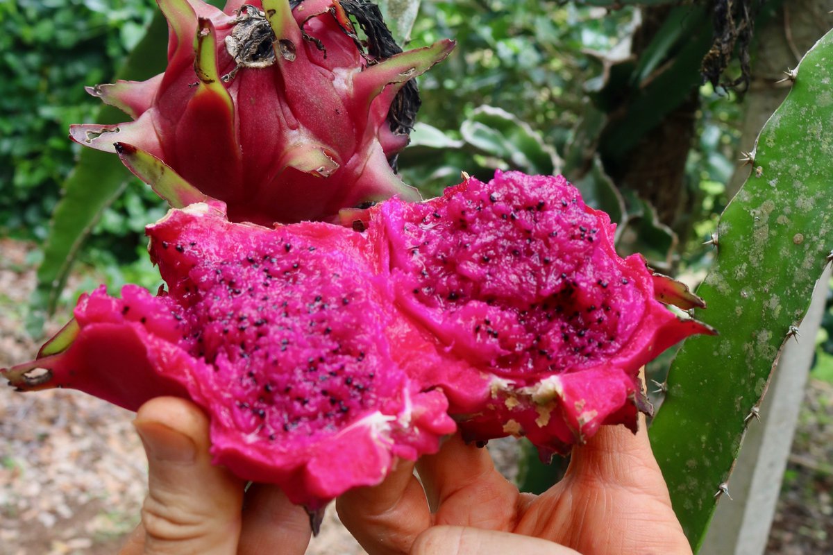 фрукт питахайя польза и вред. питахайя dragon fruit. фрукт питахайя польза и вред. питахайя драконий фрукт на вкус. фрукт вьетнам питахайя.