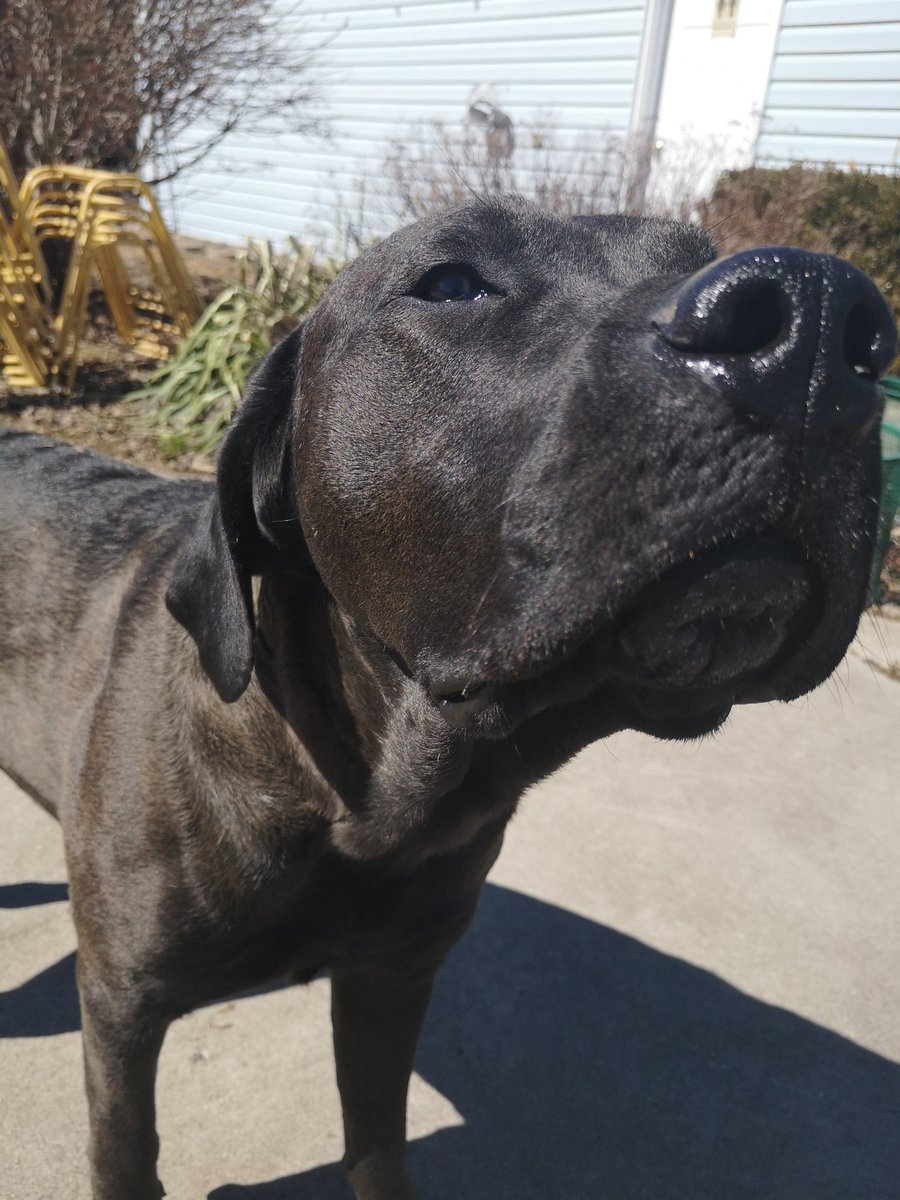 You never want to pick favorites but some customers are just better looking... #dogsoftwitter <a href="/DogsOfTurf/">Dogs Of Turf</a> <a href="/EquipmentTurf/">Complete Turf Equipment</a>