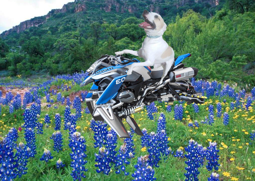 RubyDawgOffcial's tweet photo. Luukee! Ah dun got mee uh #hoverbike! Wat'chall tink o mah nue ryd?

#RubyDawg #RawkinRuby #TheRuffRiderz #DangerDawgz #dogsoftwitter #muttercycle https://t.co/shNfd8czV4