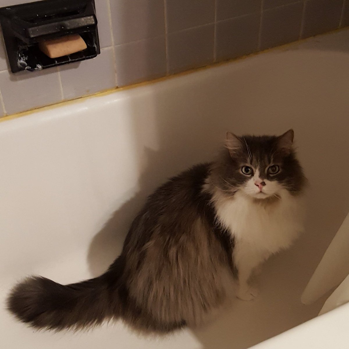 SynthetiKat's tweet photo. Just going through his morning shower routine XD #CatsOfTwitter #vash #showercat https://t.co/ukAifcbHGK
