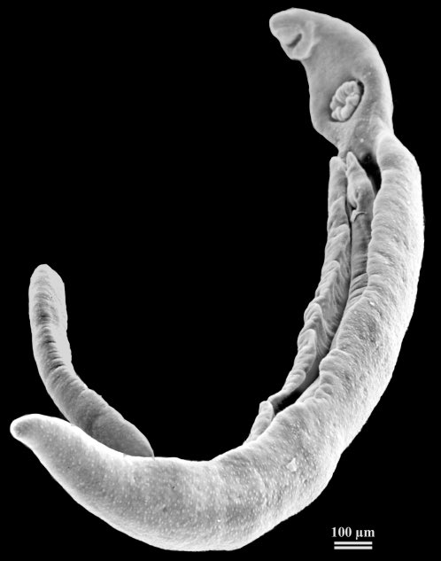 JoyChenMD's tweet photo. I didn’t know that schistosomes are monogamous❤️ @ParasiteGal awesome lecture! https://t.co/tiVjZDgvva https://t.co/FTm9fDBCKj