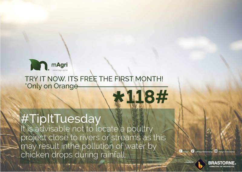 MagriBotswana's tweet photo. Dear Poultry Farmers...😇
#TipItTuesday #mAgri #ConnectingBatswana https://t.co/BBgKBktg0t