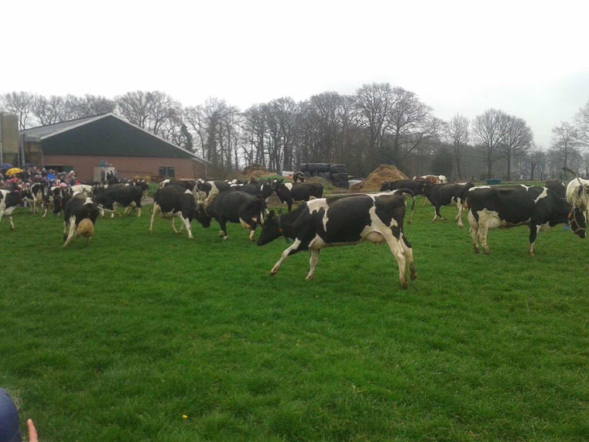 VilsterenHarold's tweet photo. Zondag 31 maart is weer de jaarlijkse  KOEIENDANS op mijn bedrijf in Zwolle. Ook kijken? Vanaf 12 uur kunt u dieren nog in de stal zien. Om 1 uur gaan de staldeuren open. Roodhuizerpad 1 in Zwolle. Met biologische markt van @Stadslanderijen https://t.co/fQQcTPWM9y