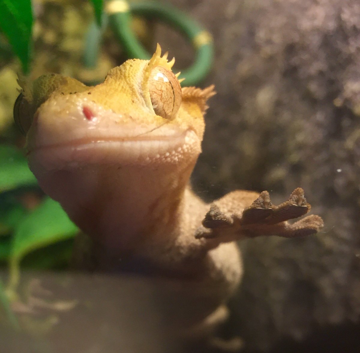 lawlor_tech's tweet photo. This is Jazz, the resident child and youth worker at Fisher Park @rsc_crs . @McHughEduCentre 
#thisishowwesel #reptiles #crestedgecko https://t.co/wNVaMLr18R
