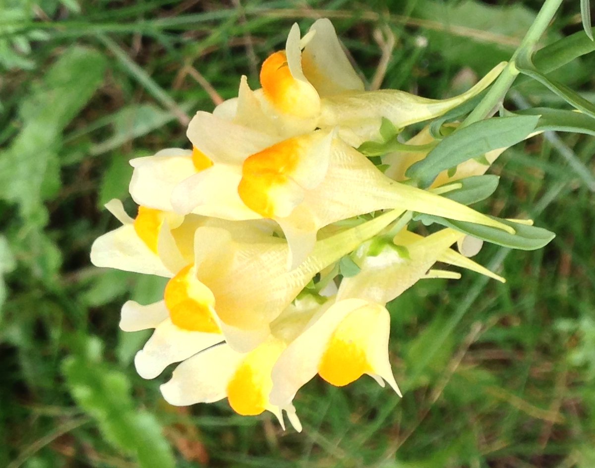 Follow our series “This Week in the World of Weeds” to learn more about two similar perennial weeds common across Western Canada: Yellow Toadflax and Dalmatian Toadflax
ow.ly/xjOP30ocy2T