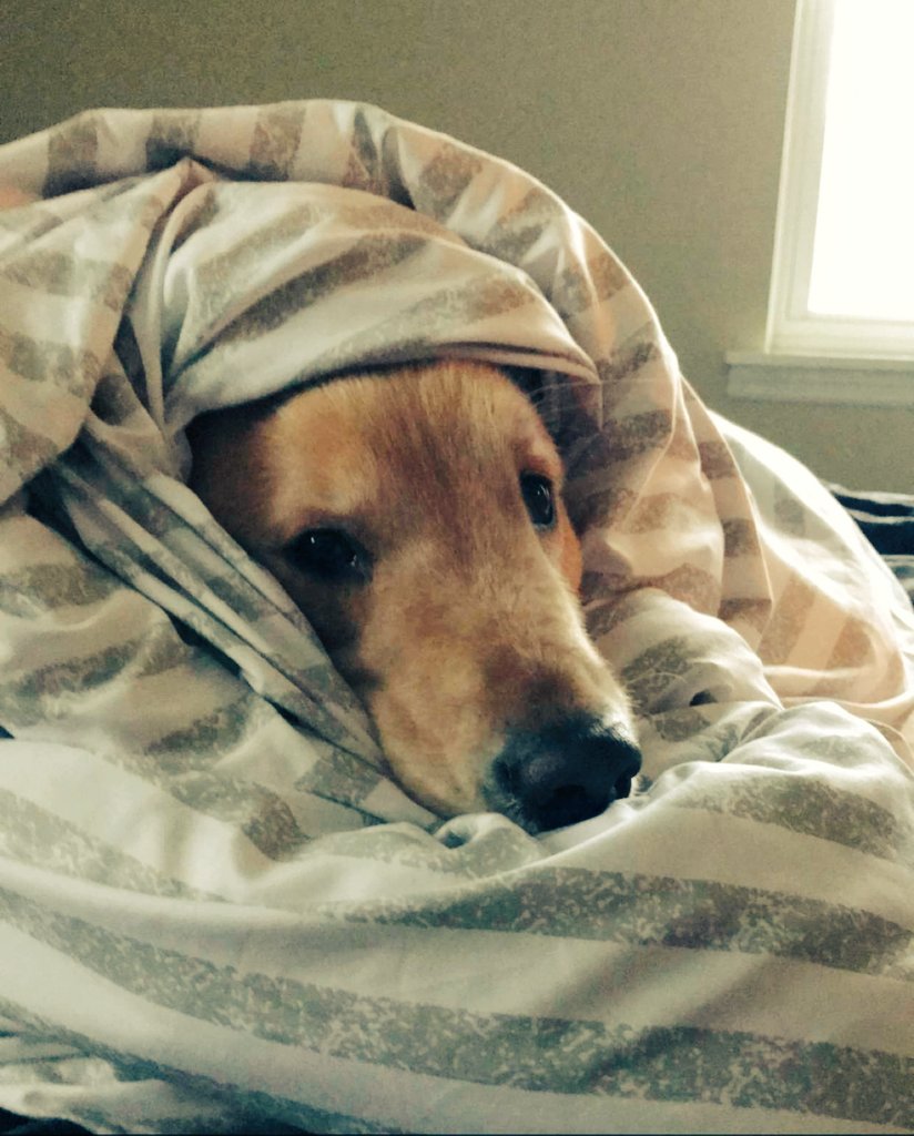 Hank the Golden Therapy Dog tweet media