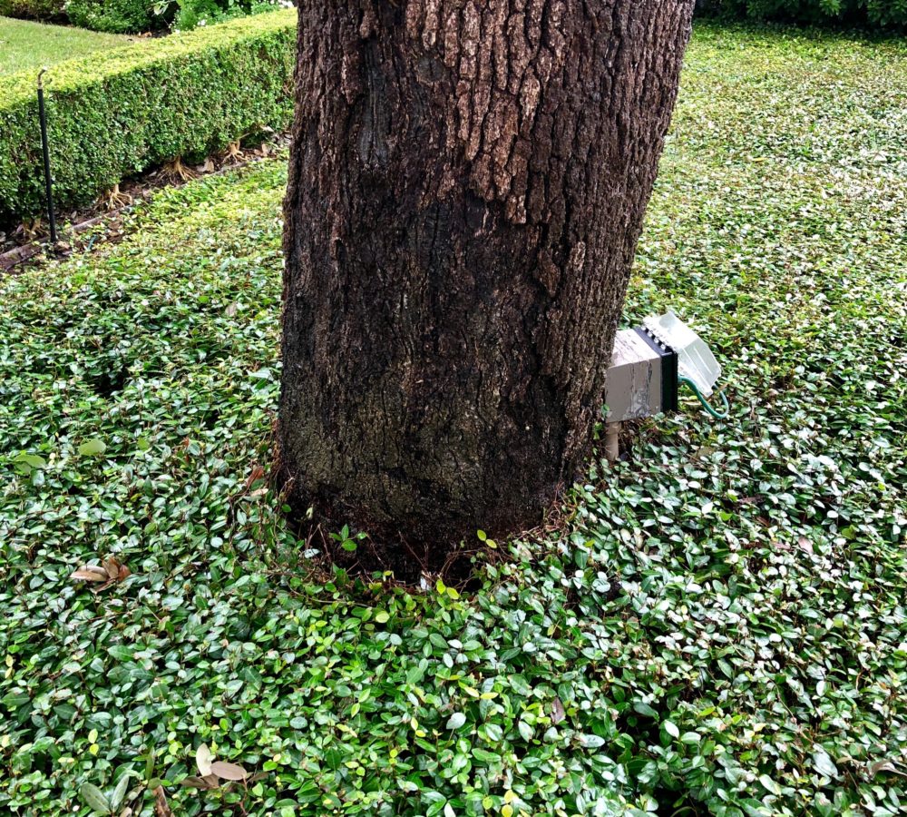 PresTreeServ's tweet image. Aggressive groundcovers can damage your #trees. Read about them on our #treeblog: ow.ly/lBgm30o7P2U