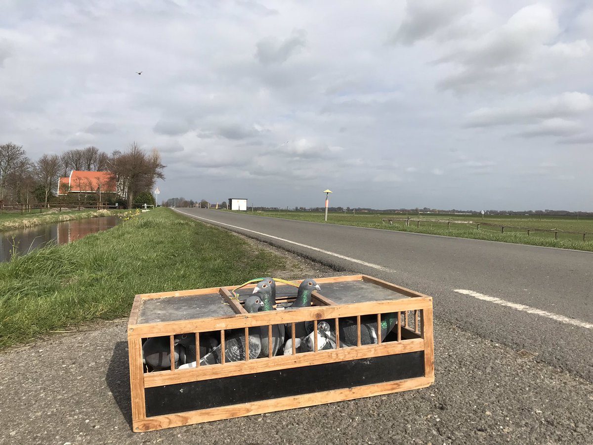 PeterSebel's tweet image. Oude Leede. Racing Pigeon training No.2. 12 km. #RacingPigeons #duivensport