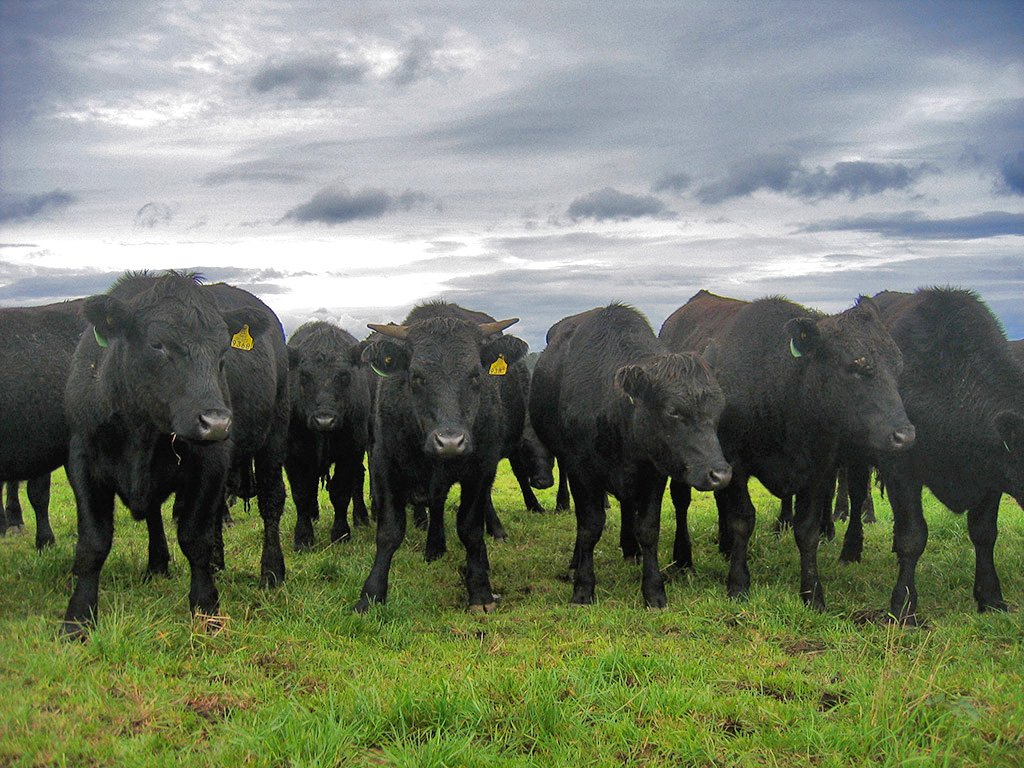 MarbleGenetics's tweet image. Our vast array of the finest #Wagyu genetics paired with a respectful management are directly related to the eating experience.