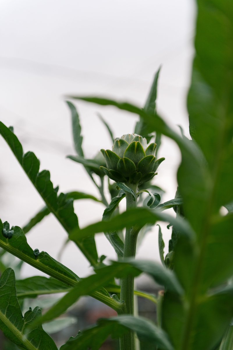 Coltivare tweet media